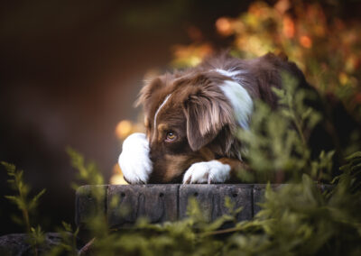 Nicole Ferdinand - Hundefotografie