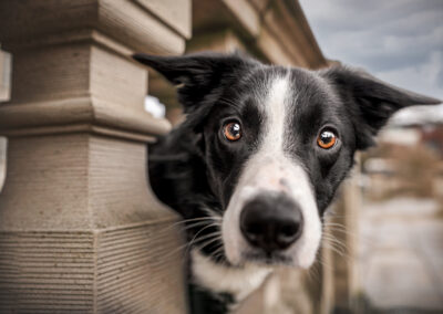 Nicole Ferdinand - Hundefotografie