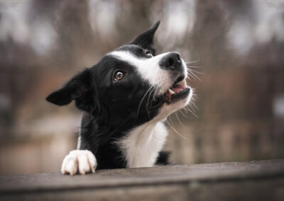 Nicole Ferdinand - Hundefotografie