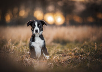 Nicole Ferdinand - Hundefotografie