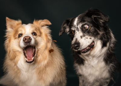 Nicole Ferdinand - Hundefotografie