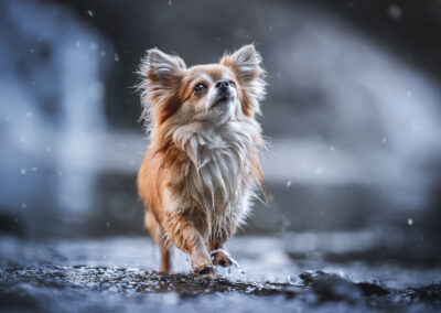 Nicole Ferdinand - Hundefotografie