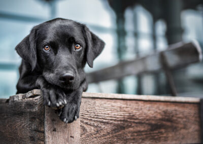 Nicole Ferdinand - Hundefotografie