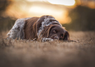 Nicole Ferdinand - Hundefotografie