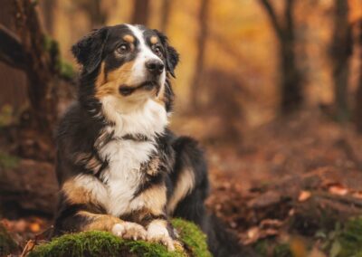 Nicole Ferdinand - Hundefotografie