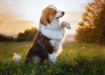 Nicole Ferdinand - Hundefotografie