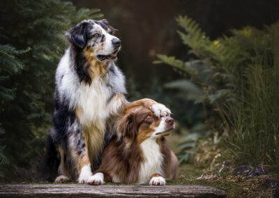 Nicole Ferdinand - Hundefotografie