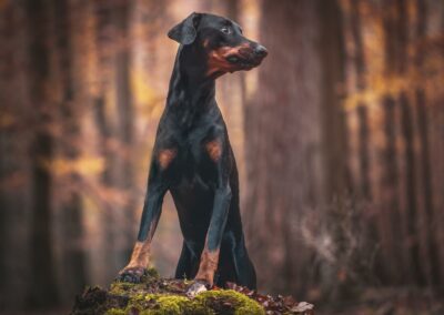 Nicole Ferdinand - Hundefotografie