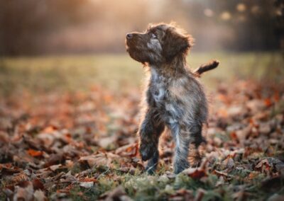 Nicole Ferdinand - Hundefotografie