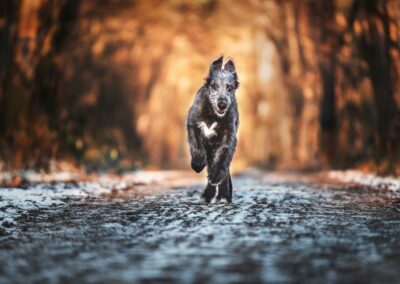 Nicole Ferdinand - Hundefotografie