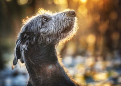 Nicole Ferdinand - Hundefotografie