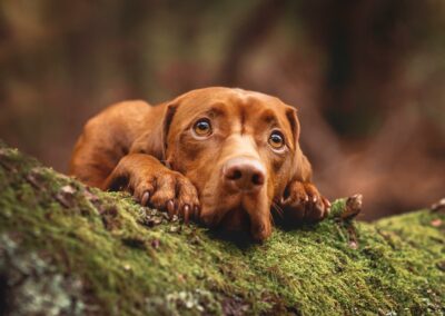 Nicole Ferdinand - Hundefotografie