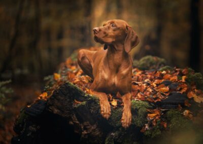 Nicole Ferdinand - Hundefotografie