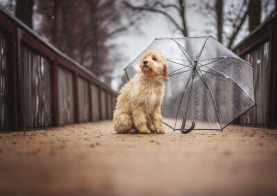 Nicole Ferdinand - Hundefotografie