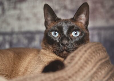 Nicole Ferdinand - Katzenfotografie