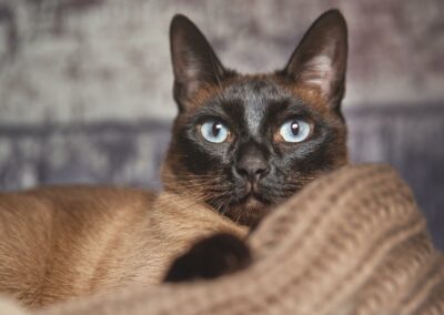 Nicole Ferdinand - Katzenfotografie