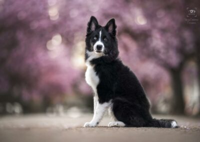 Nicole Ferdinand - Hundefotografie