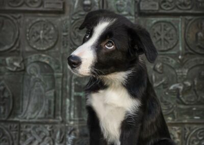 Nicole Ferdinand - Hundefotografie