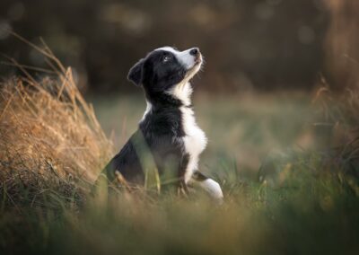 Nicole Ferdinand - Hundefotografie