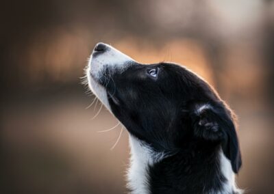 Nicole Ferdinand - Hundefotografie