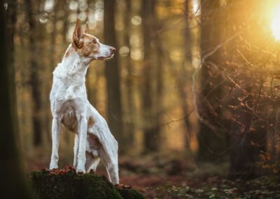 Nicole Ferdinand - Hundefotografie