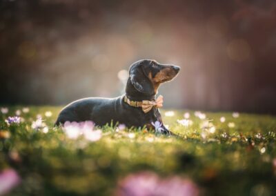 Nicole Ferdinand - Hundefotografie