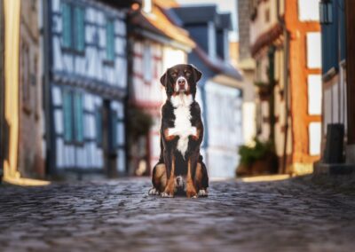 Nicole Ferdinand - Hundefotografie