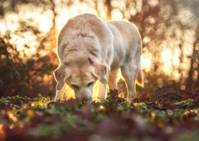 Nicole Ferdinand - Hundefotografie