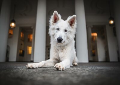 Nicole Ferdinand - Hundefotografie