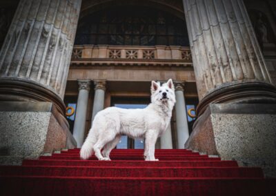 Nicole Ferdinand - Hundefotografie