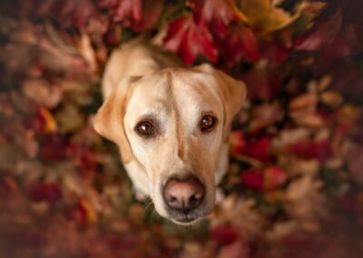 Nicole Ferdinand - Hundefotografie