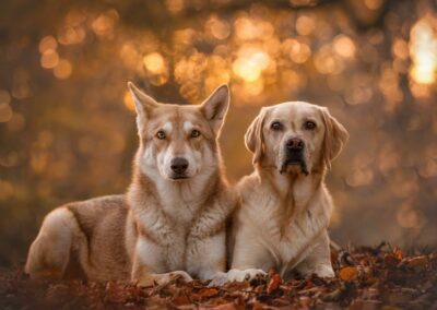 Nicole Ferdinand - Hundefotografie