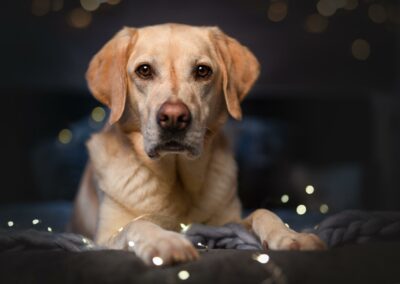 Nicole Ferdinand - Hundefotografie