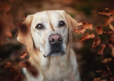 Nicole Ferdinand - Hundefotografie