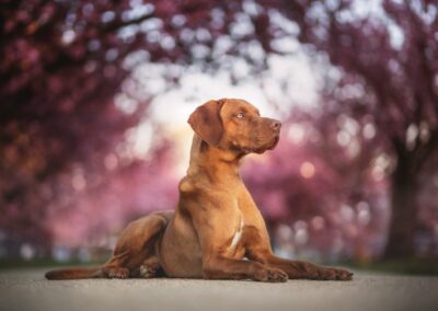 Nicole Ferdinand - Hundefotografie