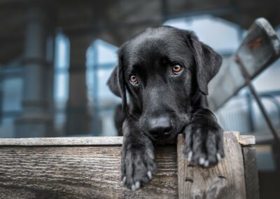 Nicole Ferdinand - Hundefotografie