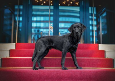 Nicole Ferdinand - Hundefotografie