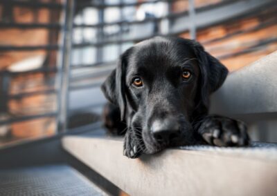 Nicole Ferdinand - Hundefotografie