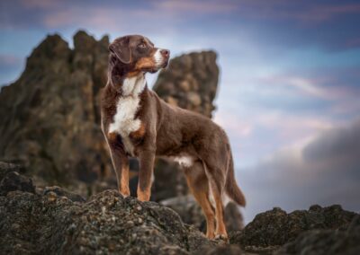 Nicole Ferdinand - Hundefotografie