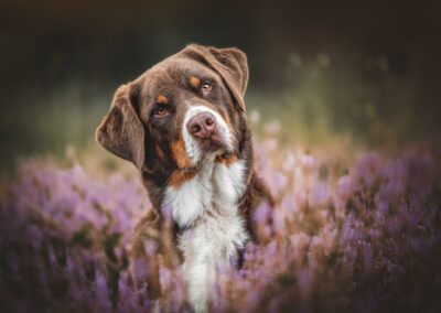 Nicole Ferdinand - Hundefotografie