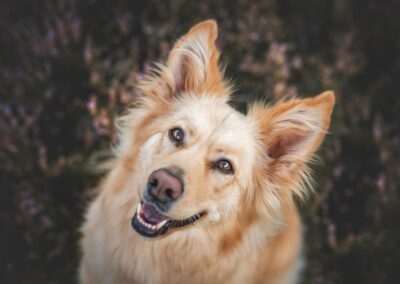 Nicole Ferdinand - Hundefotografie