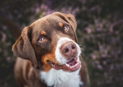 Nicole Ferdinand - Hundefotografie