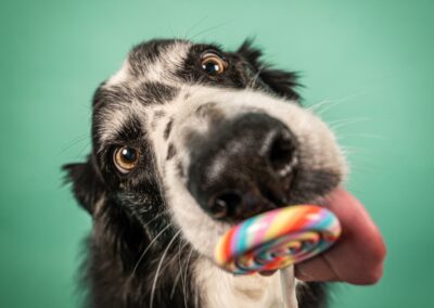 Nicole Ferdinand - Hundefotografie