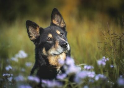 Nicole Ferdinand - Hundefotografie