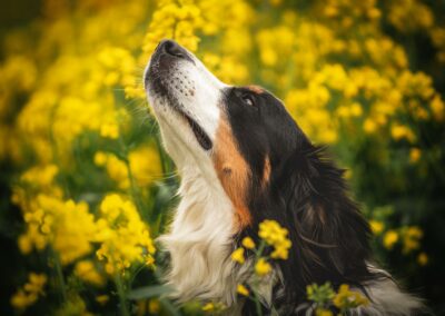 Nicole Ferdinand - Hundefotografie