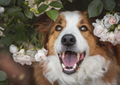 Nicole Ferdinand - Hundefotografie