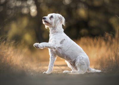 Nicole Ferdinand - Hundefotografie