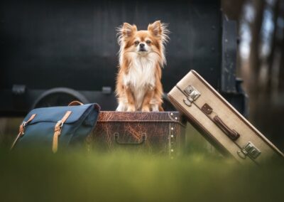 Nicole Ferdinand - Hundefotografie