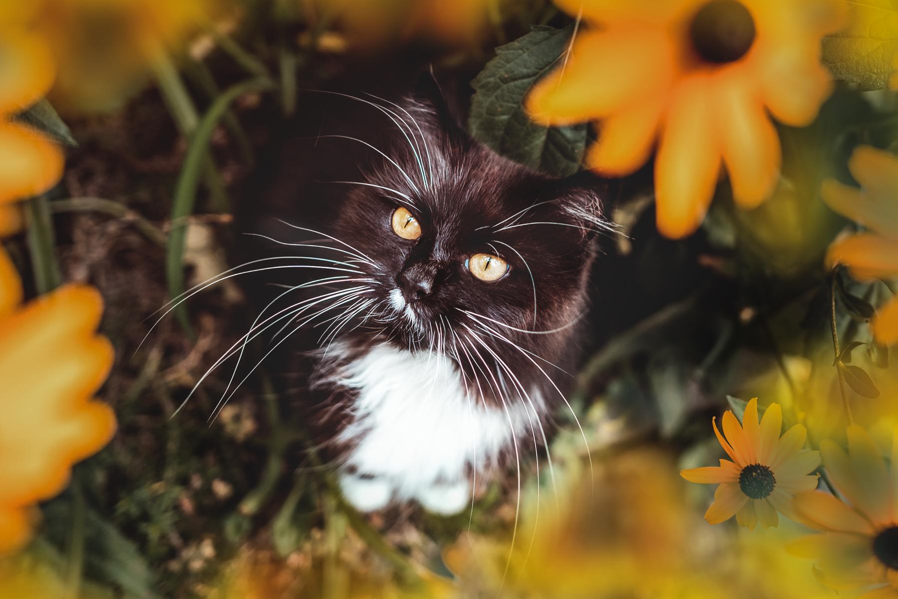 Cat_Between_Sunflowers
