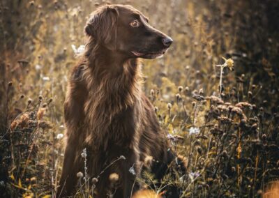 Nicole Ferdinand - Hundefotografie